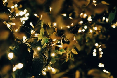 倾斜移位透镜中的黄叶